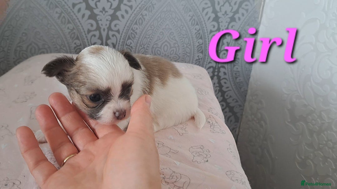 Chihuahua dogs for sale: Long Coat Chihuahua puppies - Image 12