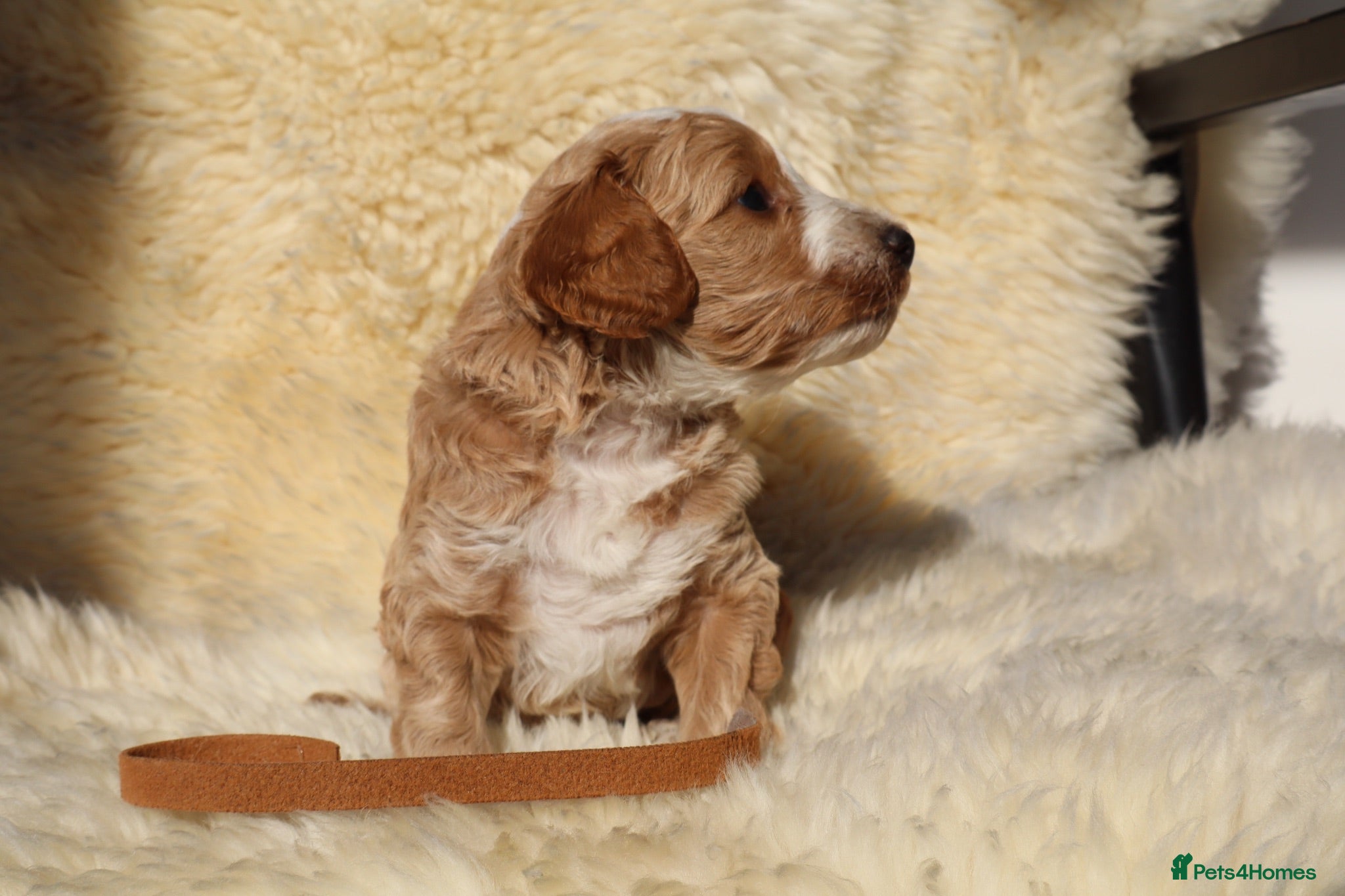 Cockapoo dogs F1 COCKAPOOS 5* LICENSED BREEDER - Advert 1