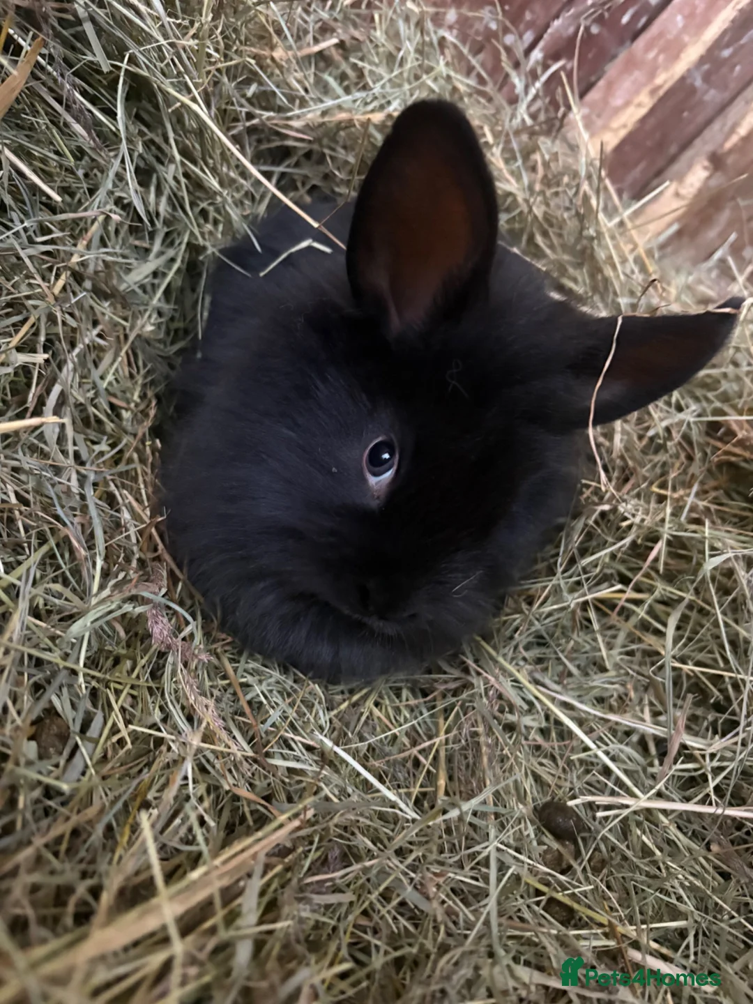Mini Lion Lop rabbits for sale: Mini lion liops  - Advert 2