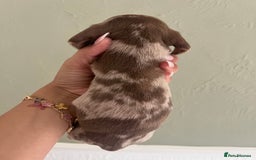 Miniature Dachshund dogs for sale: Miniature dachshunds  - Image 2