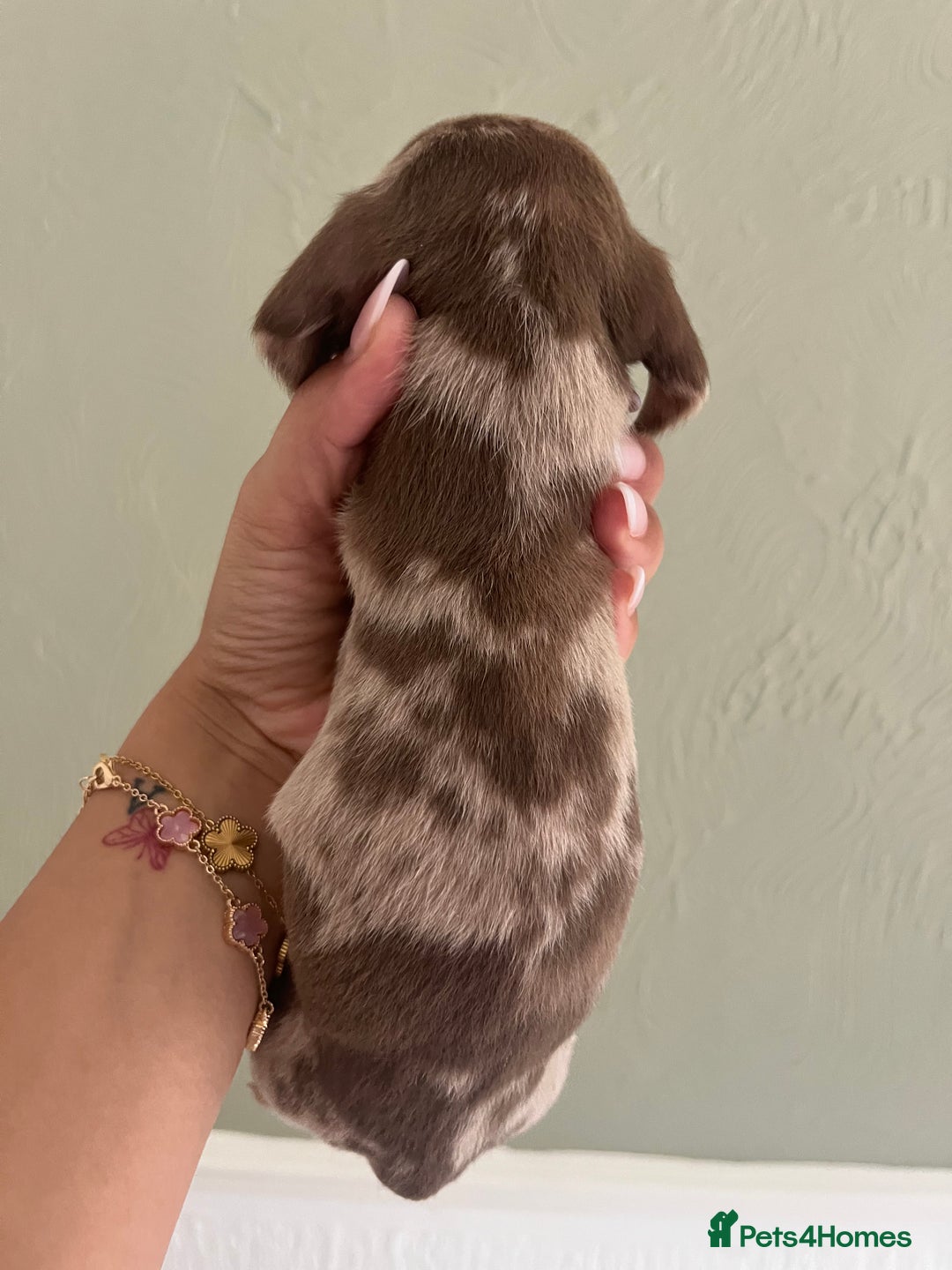 Miniature Dachshund dogs for sale: Miniature dachshunds  - Image 2