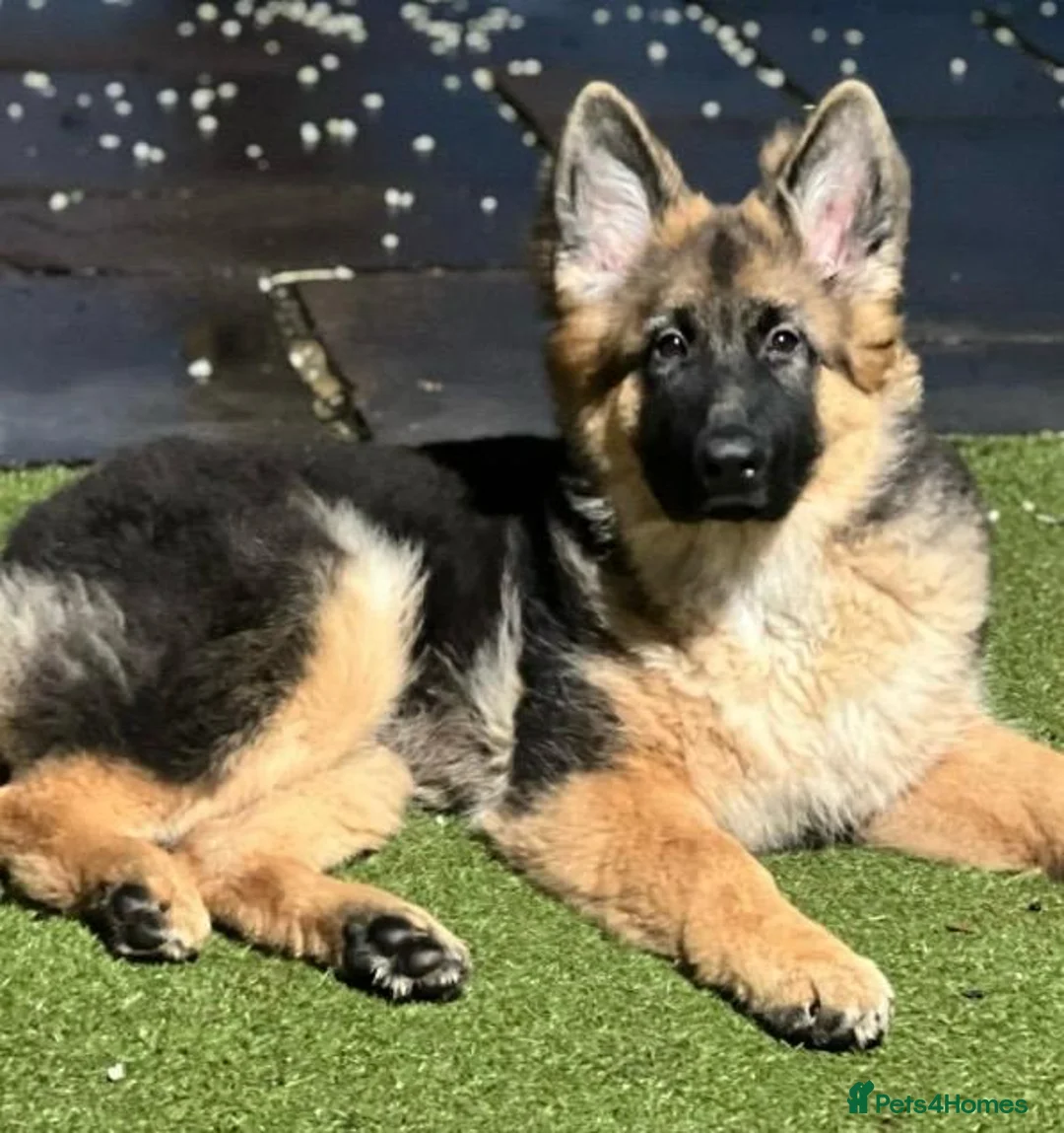 German Shepherd dogs for sale: WAITING LIST, LONG HAIRED GERMAN SHEPHERD PUPPIES - Advert 4