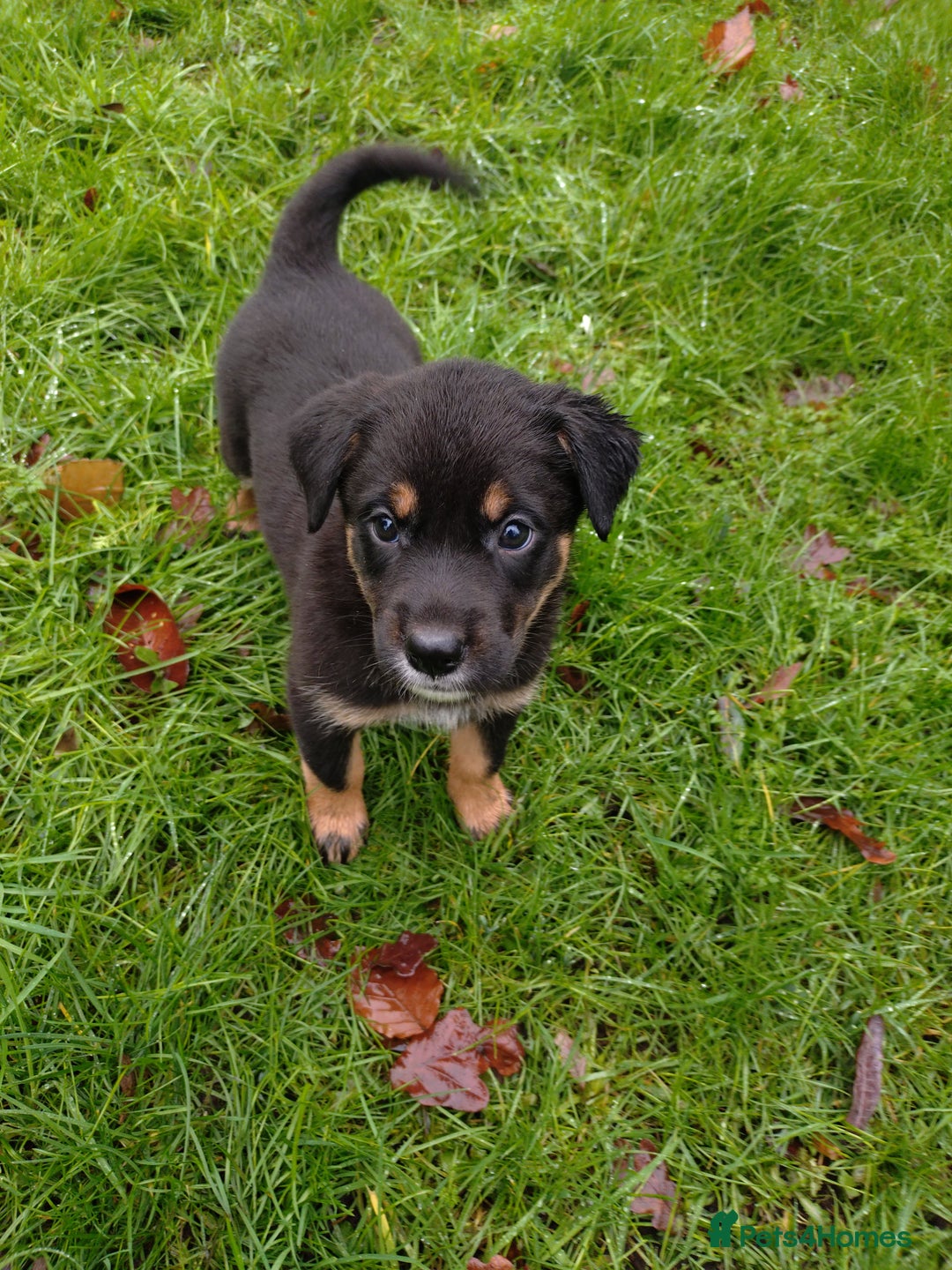 Mixed Breed dogs for sale: Huntaway X German shepherd X  - Advert 3