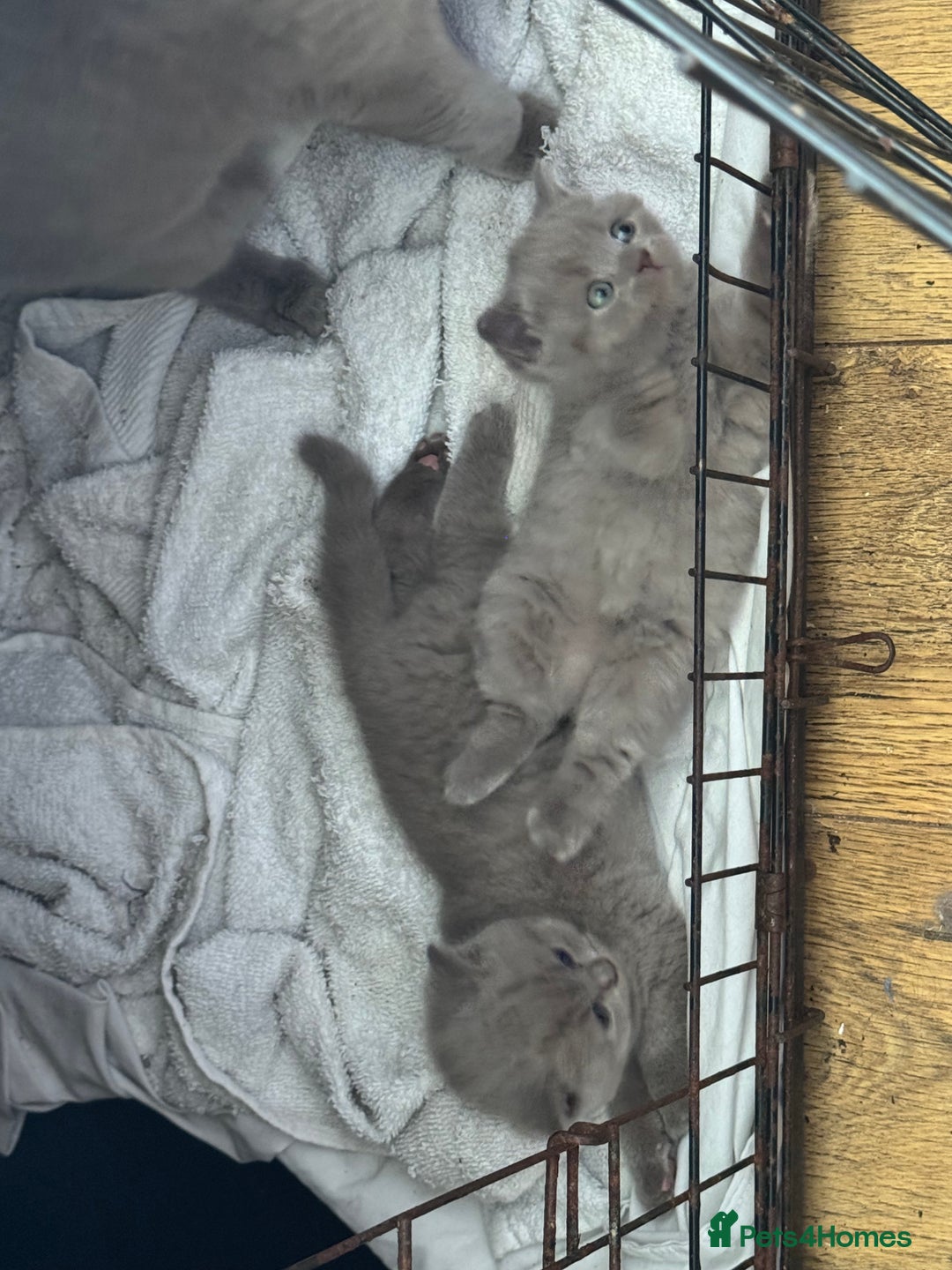 British Shorthair cats for sale: British Shorthair babies  - Image 9