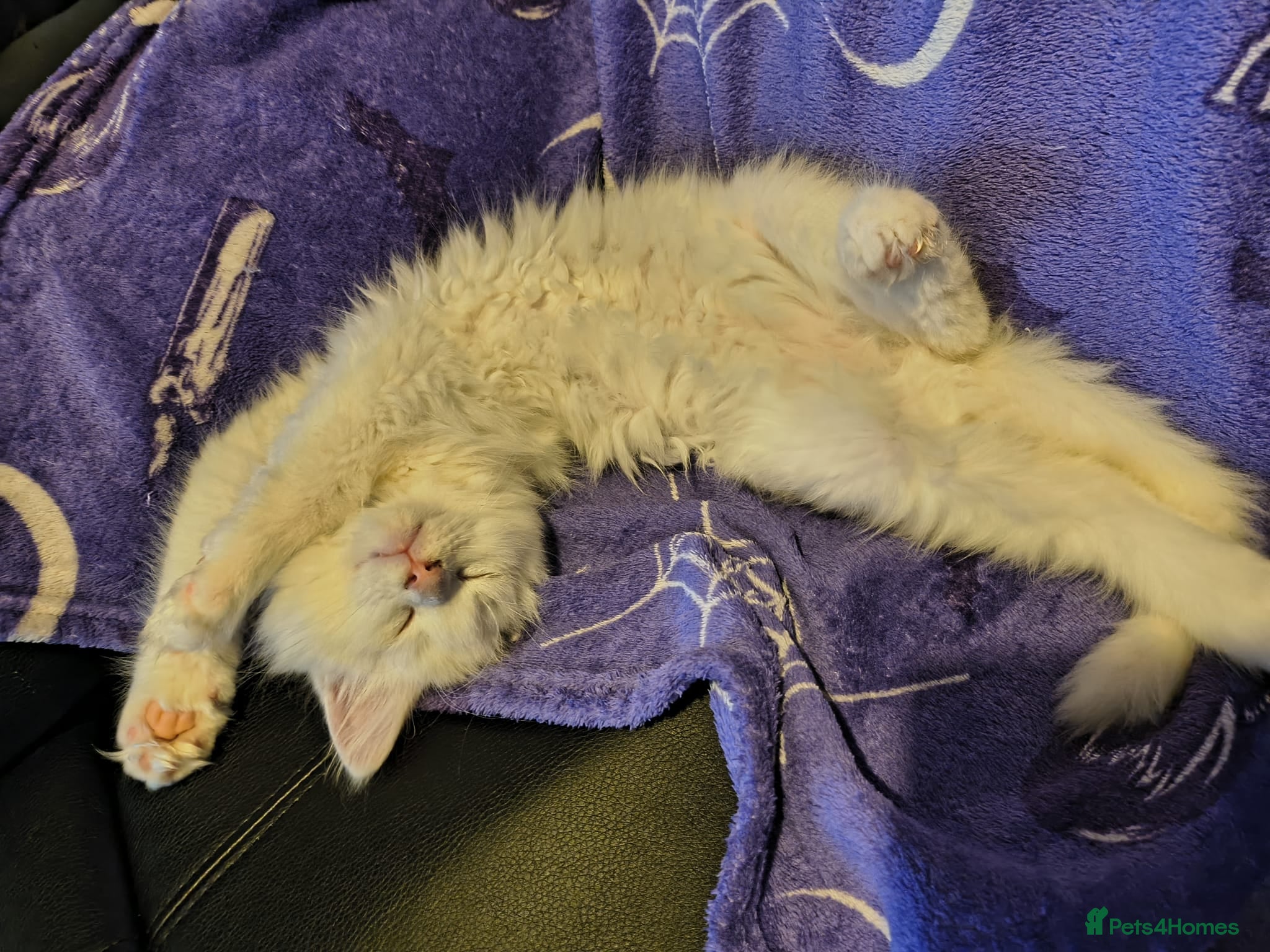 Maine Coon cats Male maine coon kitten for sale  - Advert 2