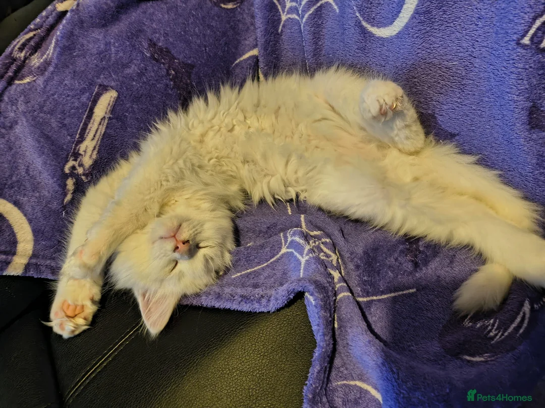 Maine Coon cats for sale: Male maine coon kitten for sale  - Advert 1