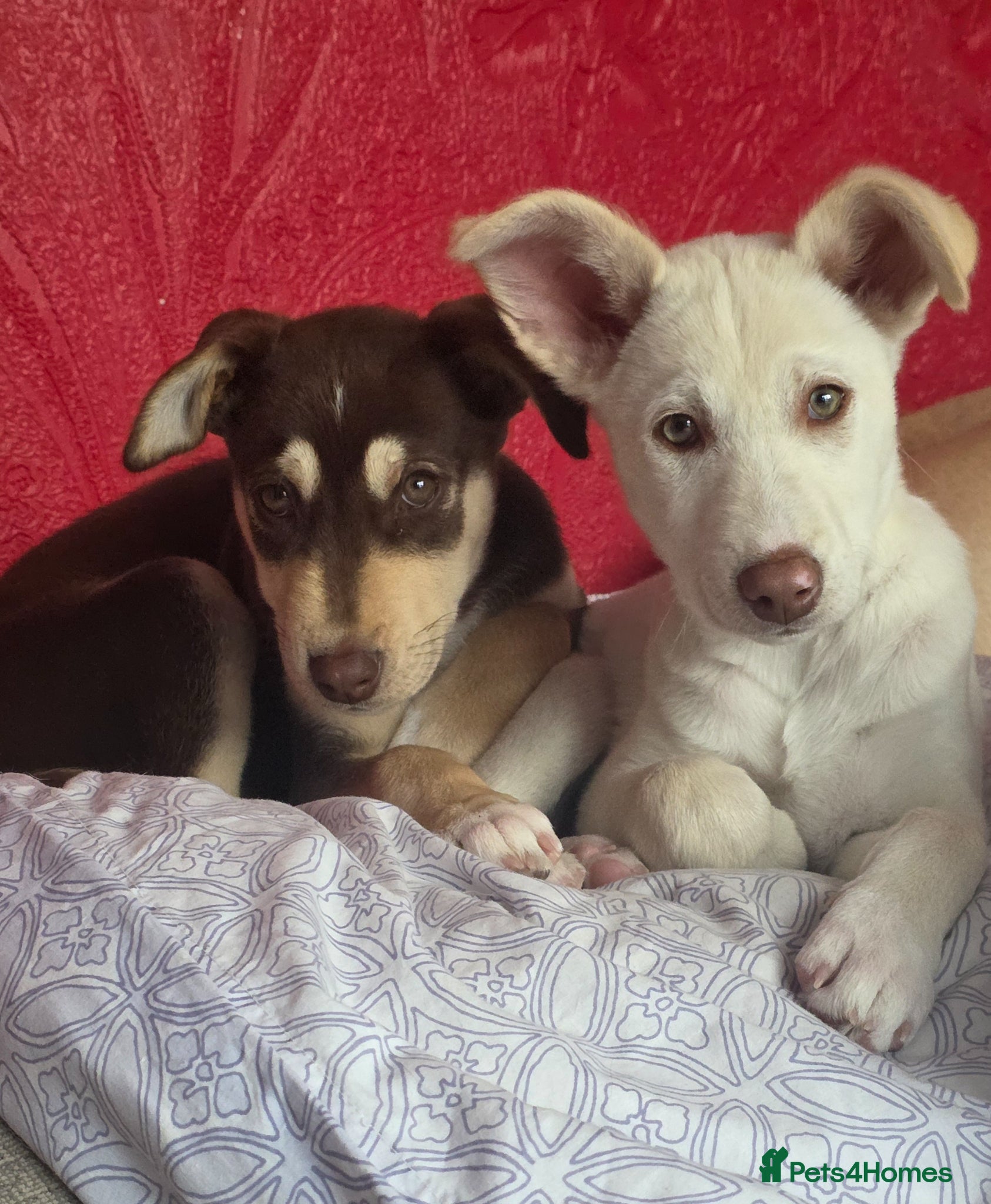 Mixed Breed dogs EUROHOUND / SIBERIAN HUSKY HYBRID PUPPIES  - Advert 2