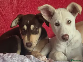 Mixed Breed dogs EUROHOUND / SIBERIAN HUSKY HYBRID PUPPIES - Advert 2
