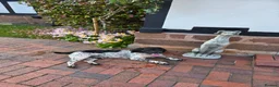English Springer Spaniel dogs for sale: English Springer Spaniel for sale - Advert 6