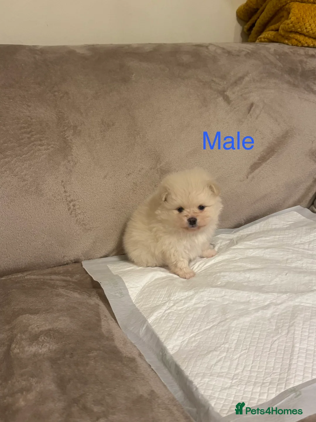 Pomeranian dogs for sale: 🐾Fluffy Little Pomeranians for sale🐾 - Advert 16