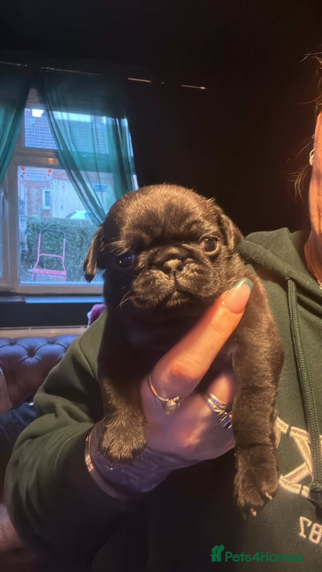 Pug dogs for sale: Pug girl  - Advert 4