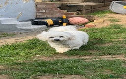 Mixed Breed dogs for sale: Lovely Maltichon Boy looking for a loving home  - Image 7