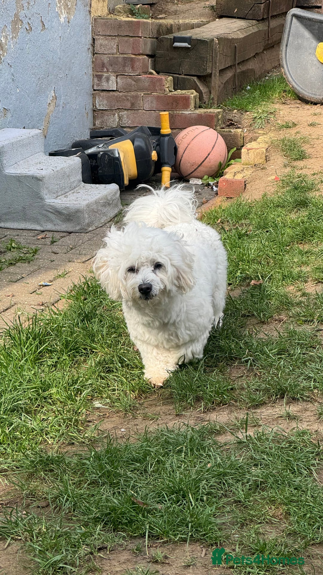 Mixed Breed dogs for sale: Lovely Maltichon Boy looking for a loving home  - Image 7