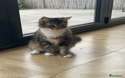 Mixed Breed cats for sale: Beautiful European tabby female cat - Image 1