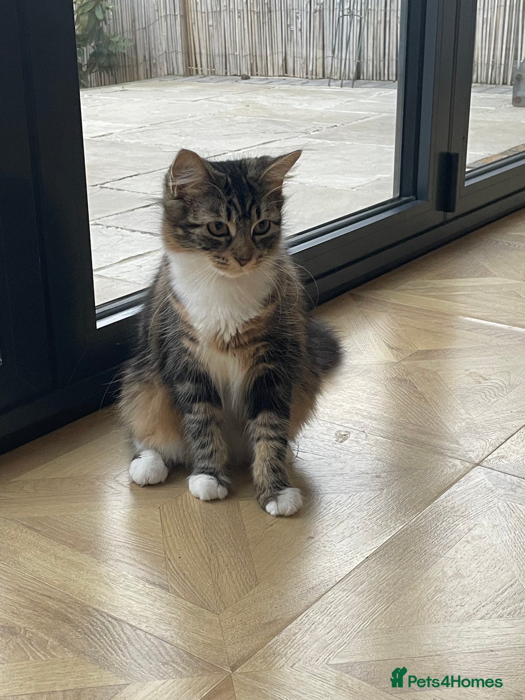 Mixed Breed cats for sale: Beautiful European tabby female cat - Image 1