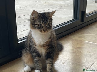 Mixed Breed cats - Advert 13