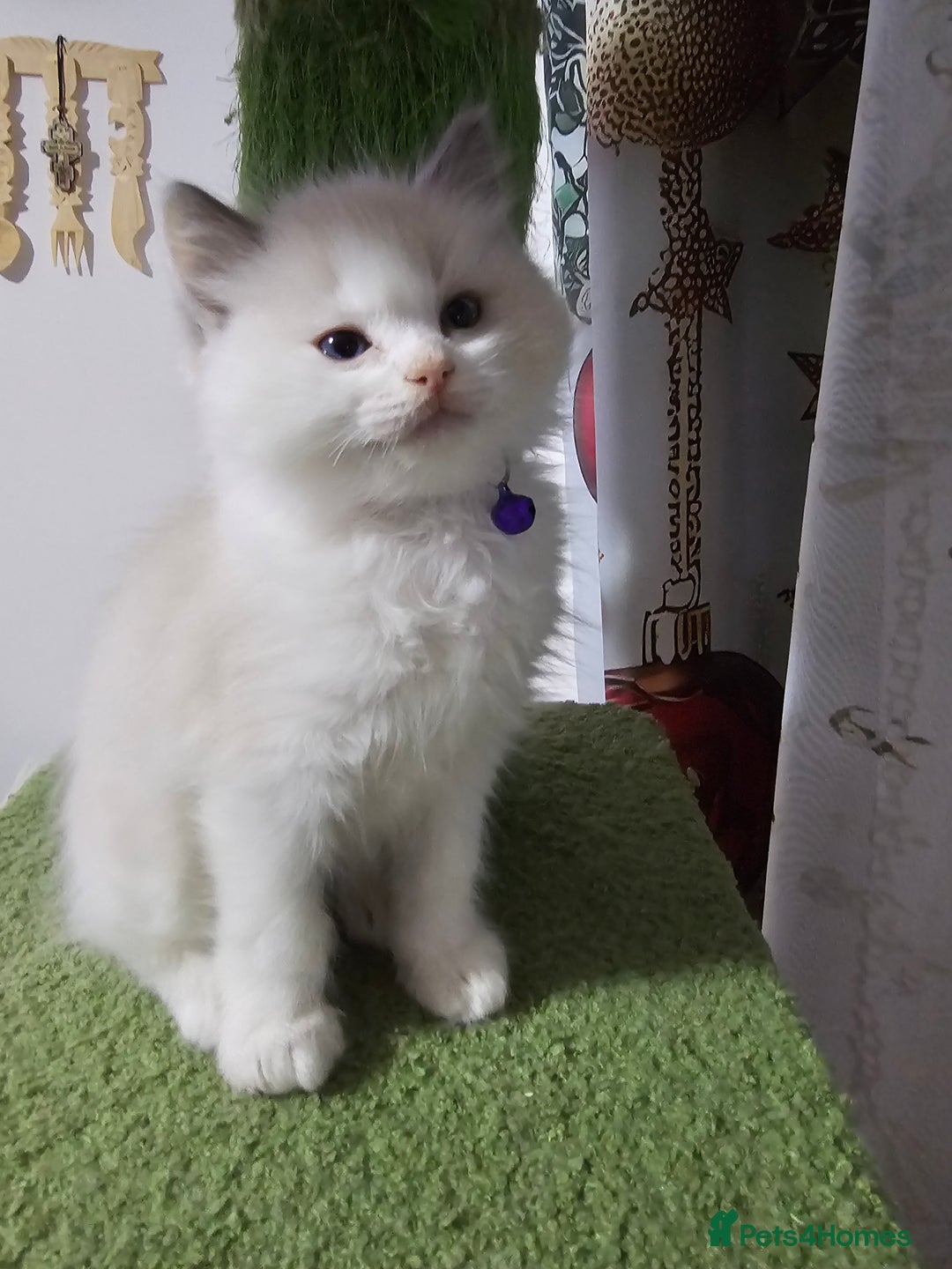 Ragdoll cats for sale: Ragdoll Bicolor 3 boys.  - Advert 10