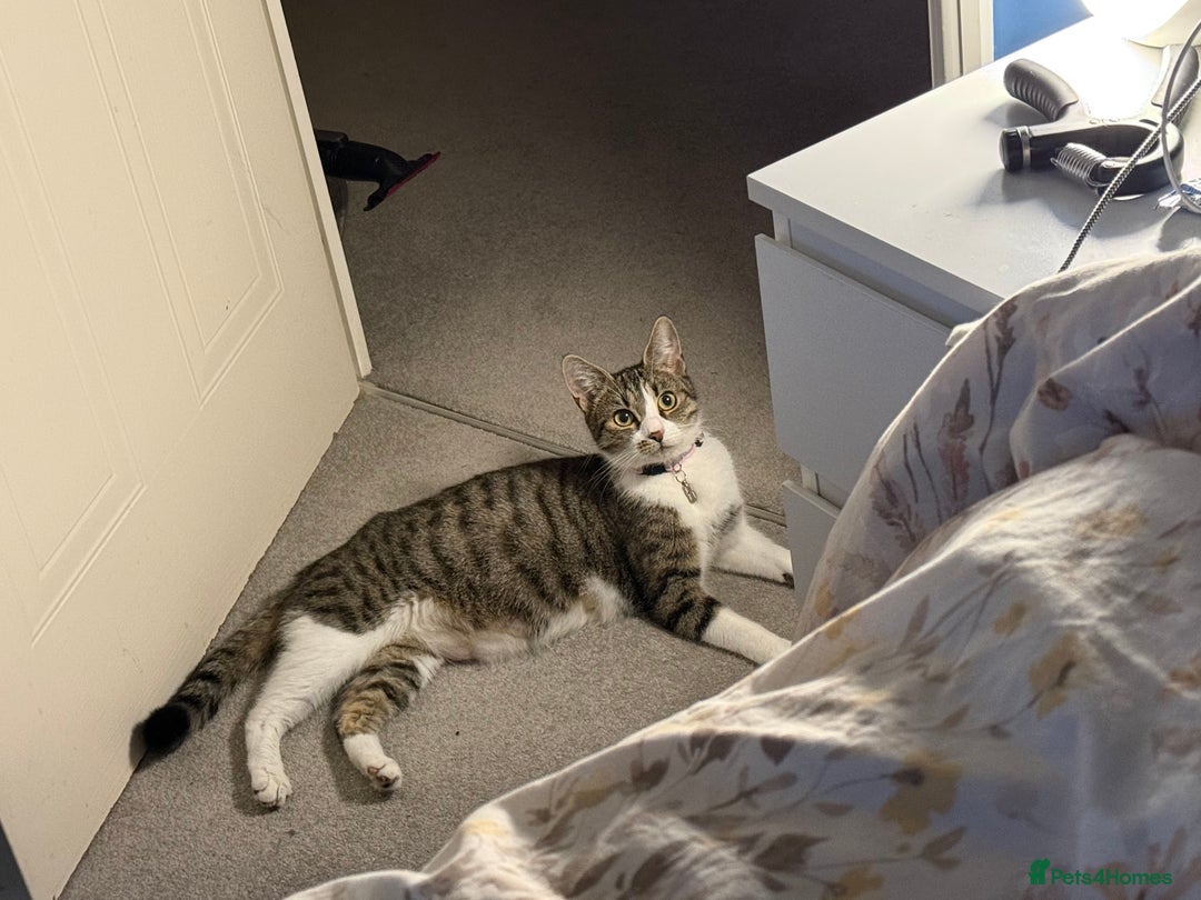 Domestic Shorthair cats for sale: Free girl cat (spayed) - Image 5