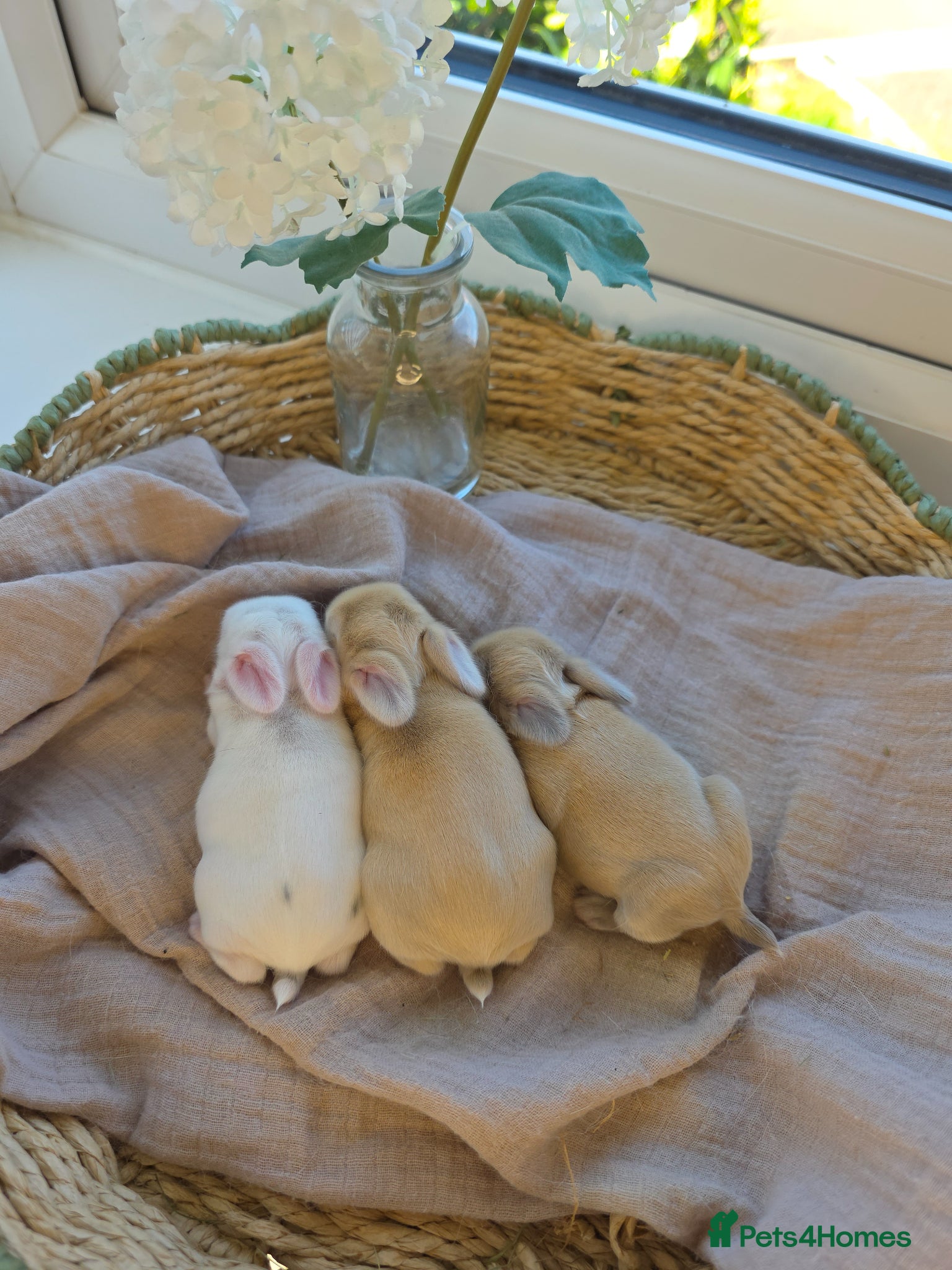 Mini Lop rabbits Beautiful mini lop babies ready 26th may - Advert 1