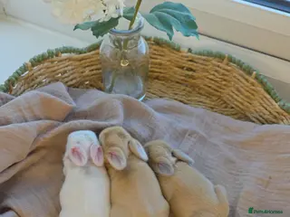 Mini Lop rabbits Beautiful mini lop babies ready 26th may - Advert 1