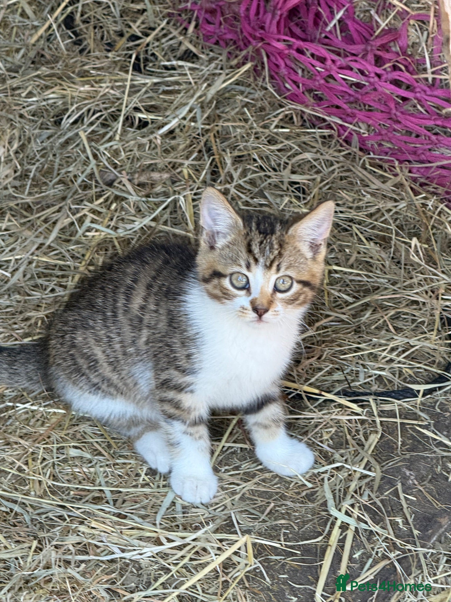 Mixed Breed cats 3 female kittens looking for loving home  - Advert 1