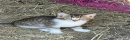 Mixed Breed cats for sale: 3 female kittens looking for loving home  in Preston - Advert 1