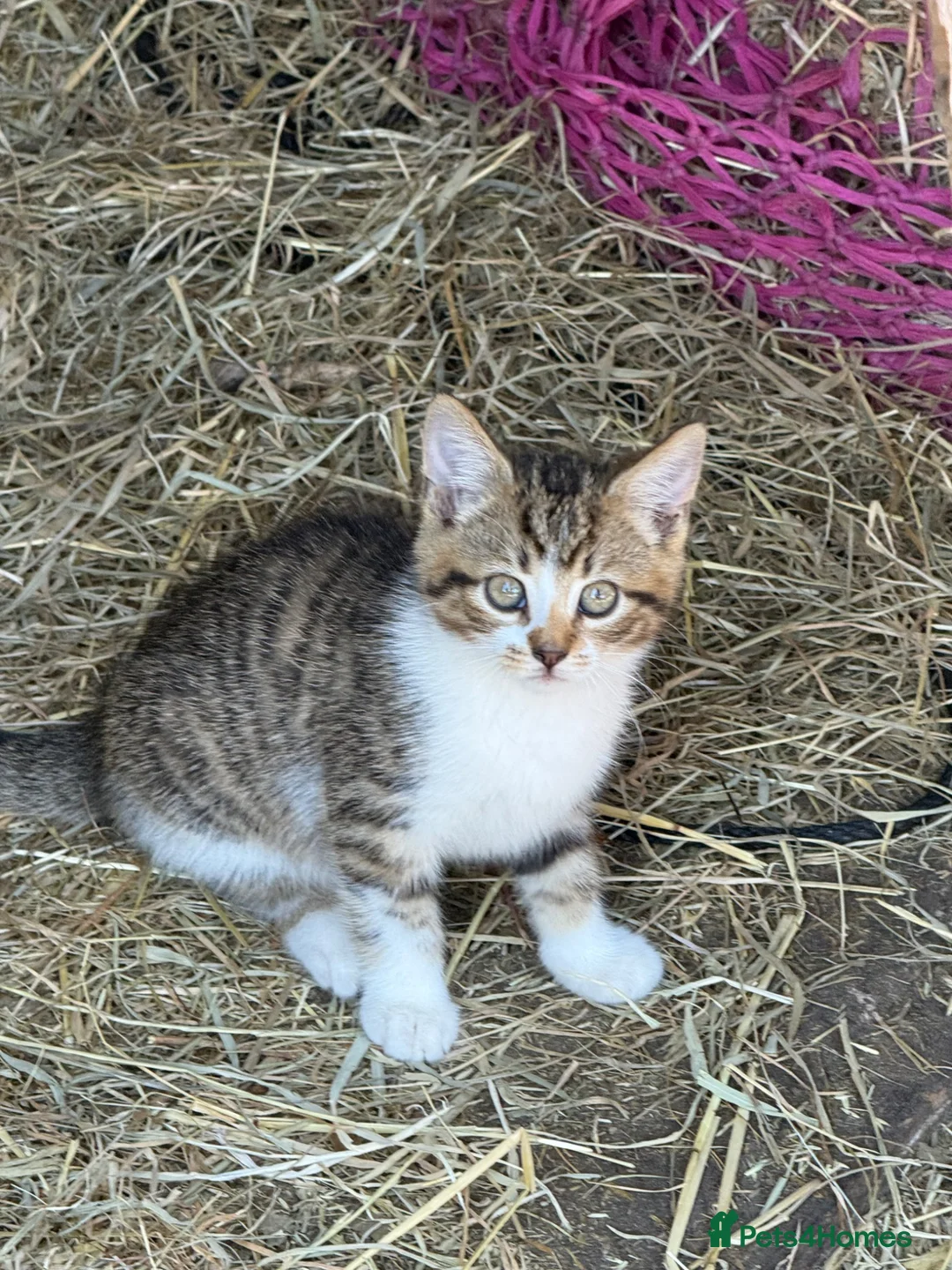 Mixed Breed cats for sale: 3 female kittens looking for loving home  in Preston - Advert 1