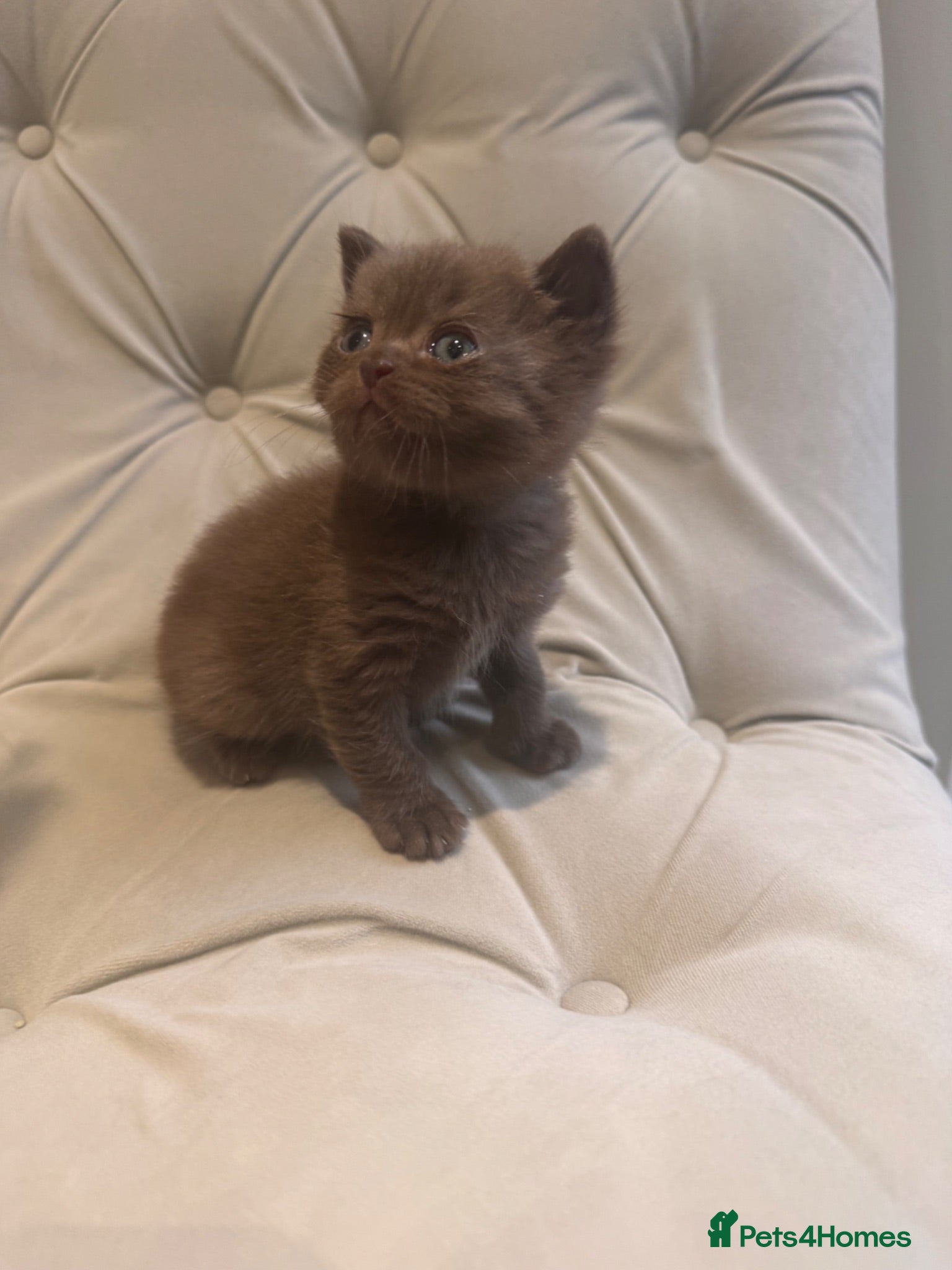 British Shorthair cats 😍SHOW-STOPPING BRIT SHORTHAIR LITTERS 😍 - Advert 2