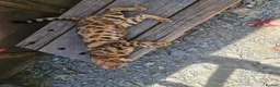Bengal cats for sale: Super Affectionate & Playful.  Breed Quality  - Advert 6