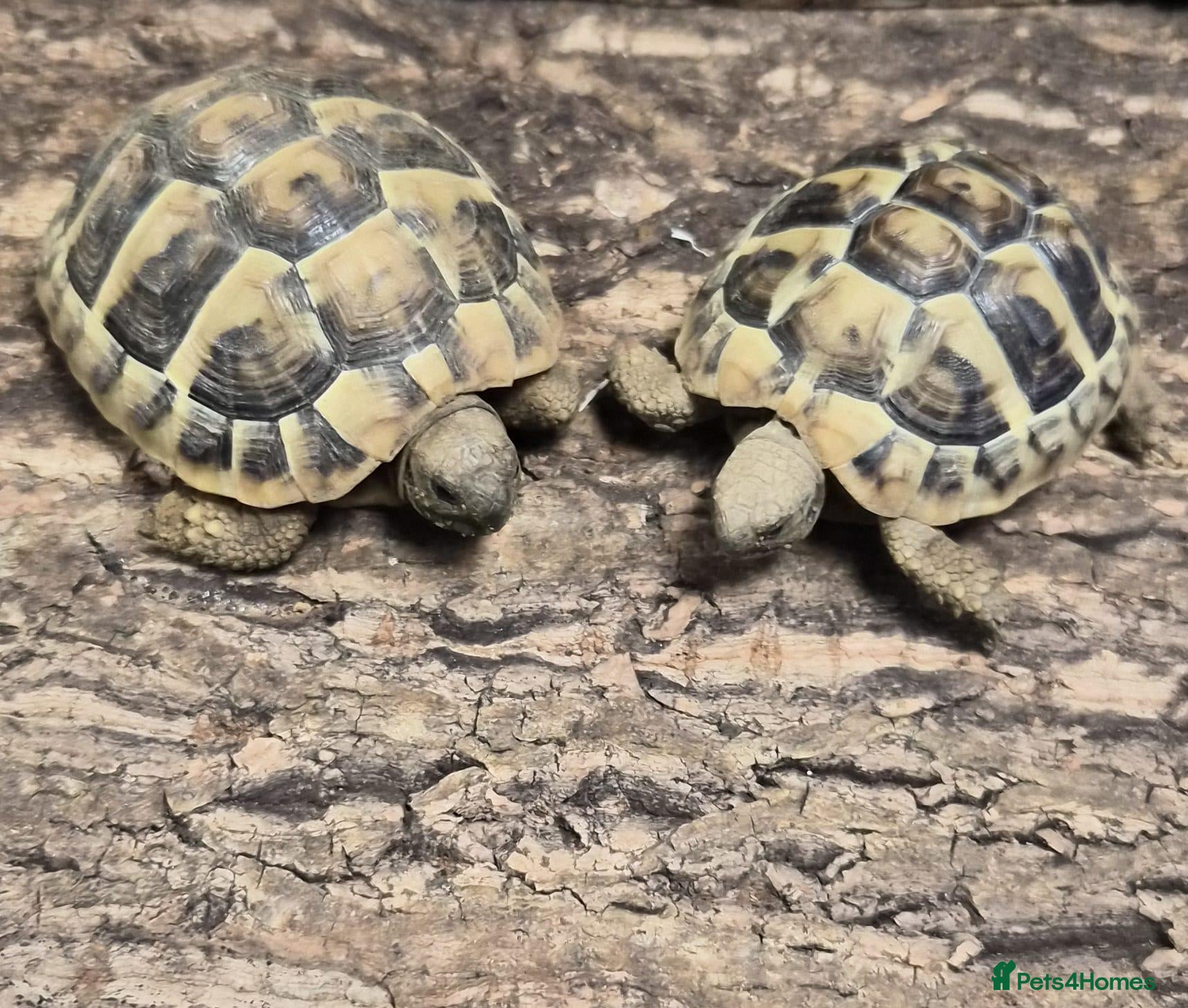 Tortoise reptiles Hermann tortoises for sale - Advert 1