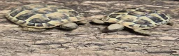 Tortoise reptiles for sale: Hermann tortoises for sale - Advert 1
