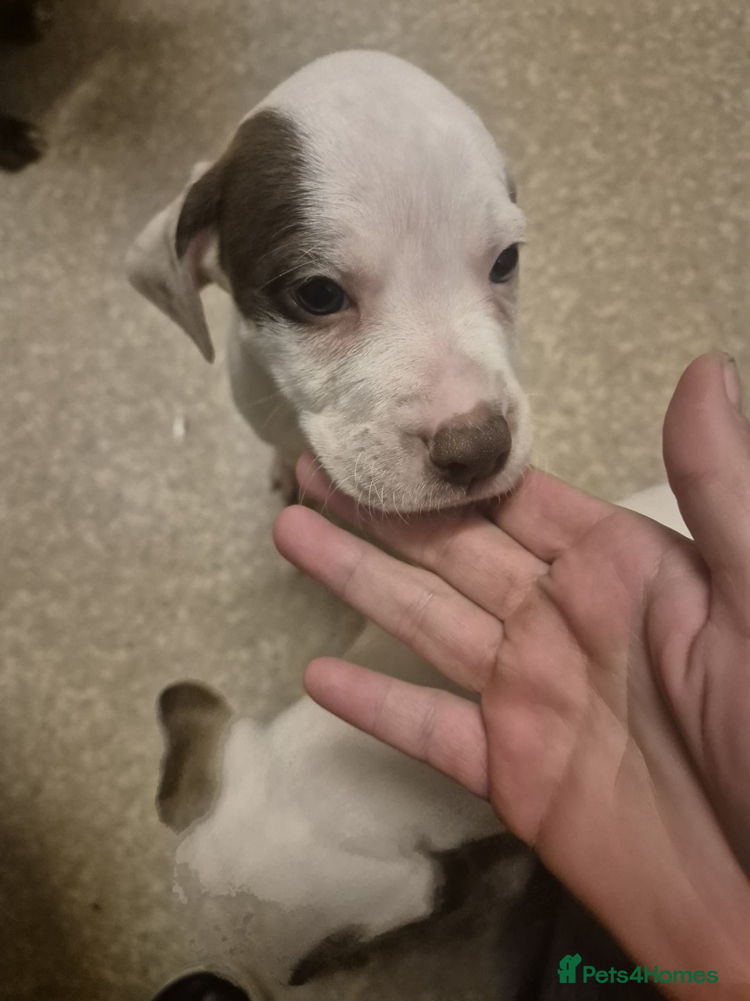 Mixed Breed dogs for sale: 2 girl pups left  - Advert 2