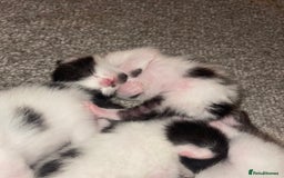 British Shorthair cats for sale: 8 week old boy kitten - Image 3