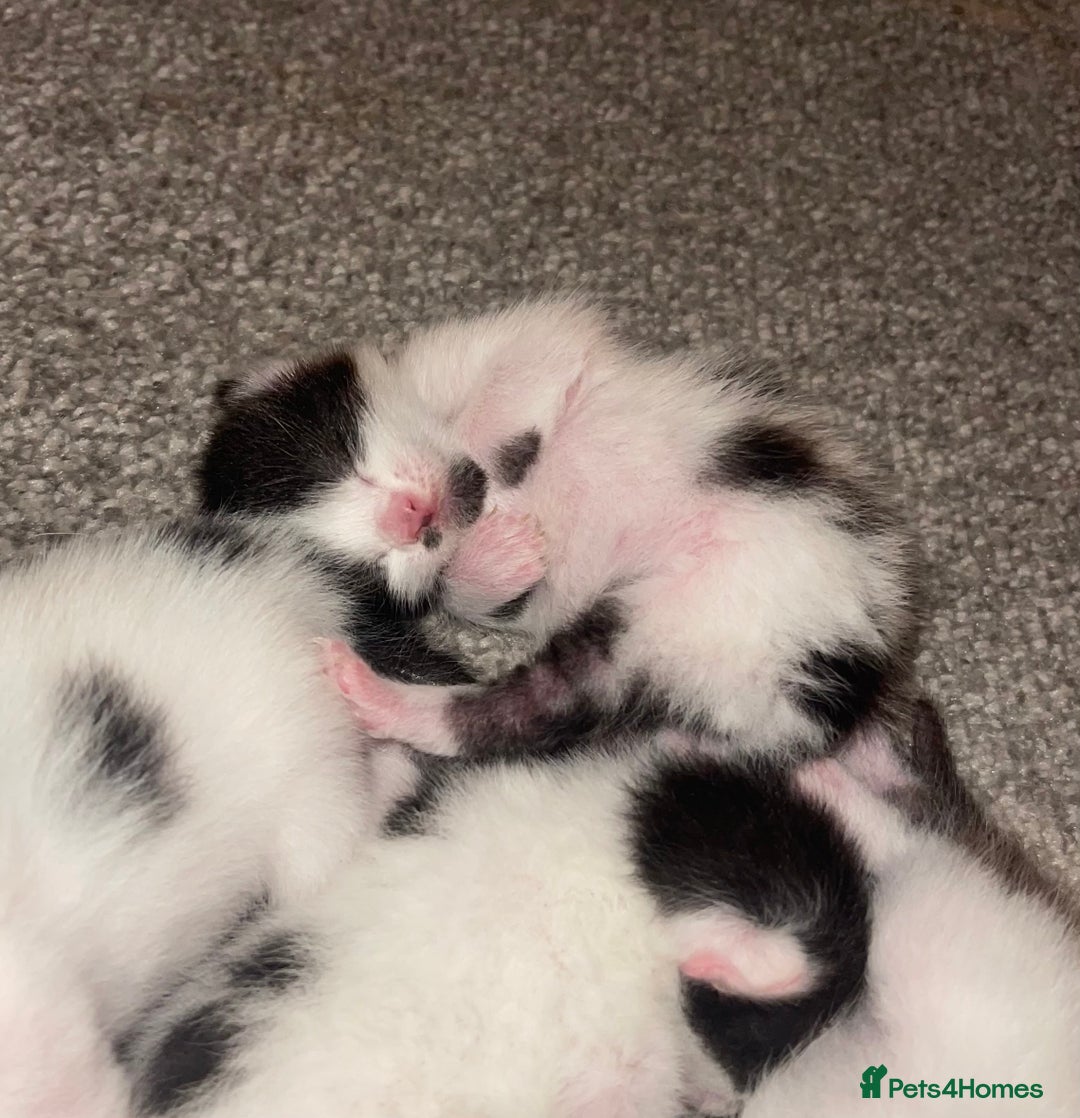 British Shorthair cats for sale: 8 week old boy kitten - Image 3