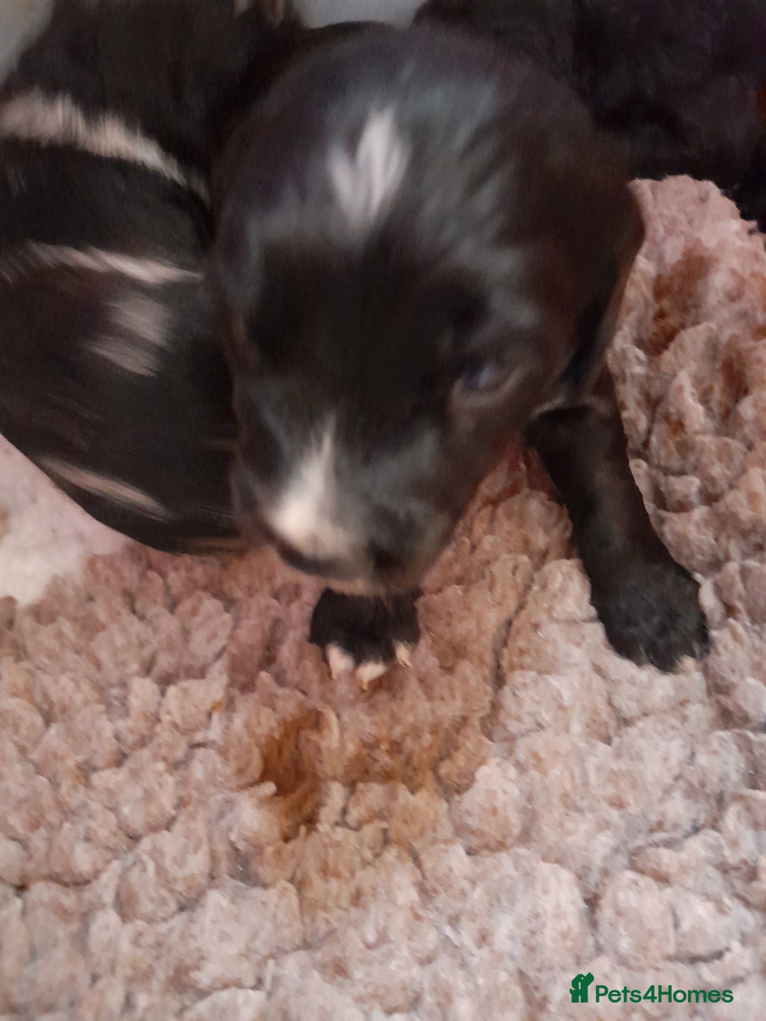 Sprocker dogs for sale: Gorgeous Sprocker pups.  - Image 5