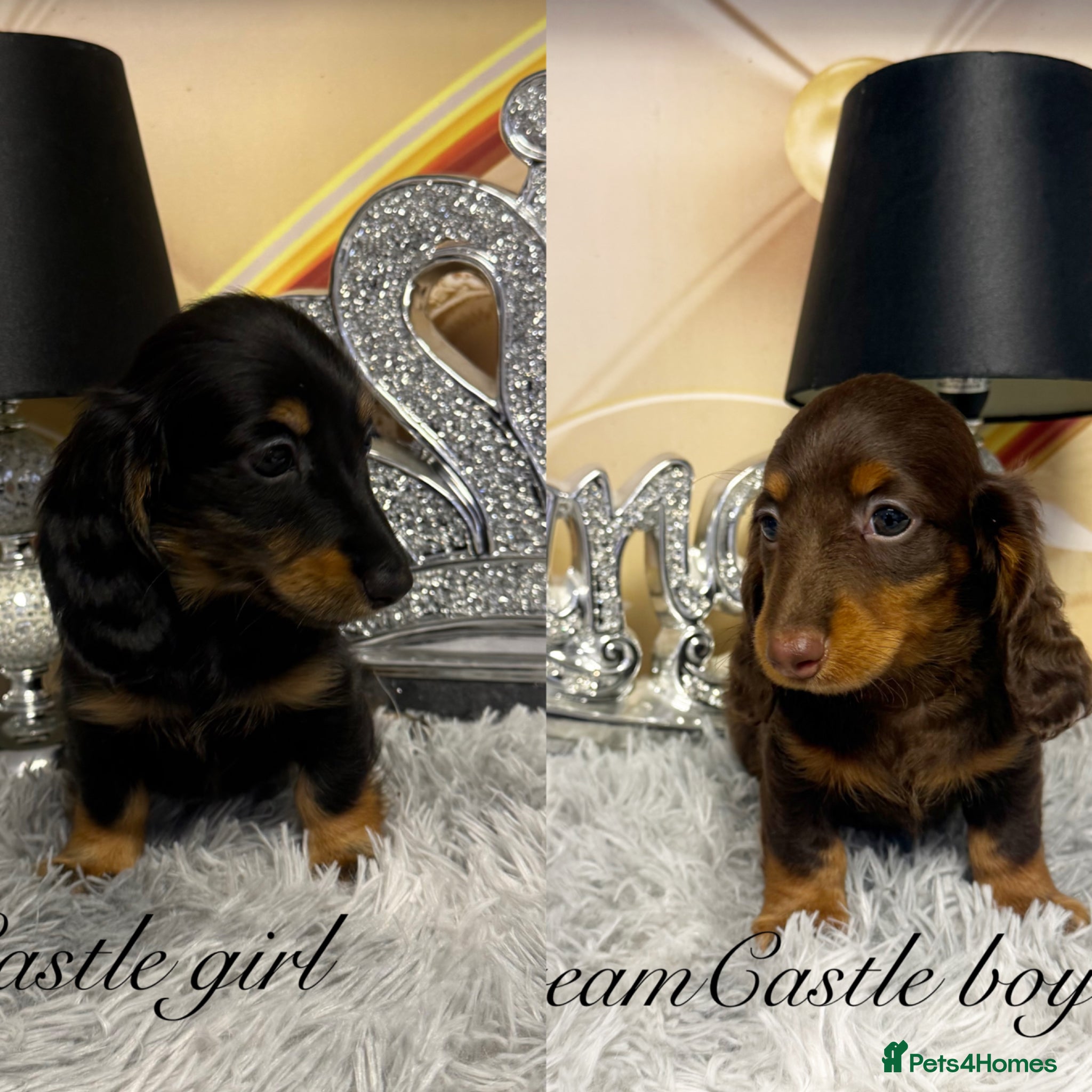 Miniature Dachshund dogs KC reg ready now long coat puppies  - Advert 1