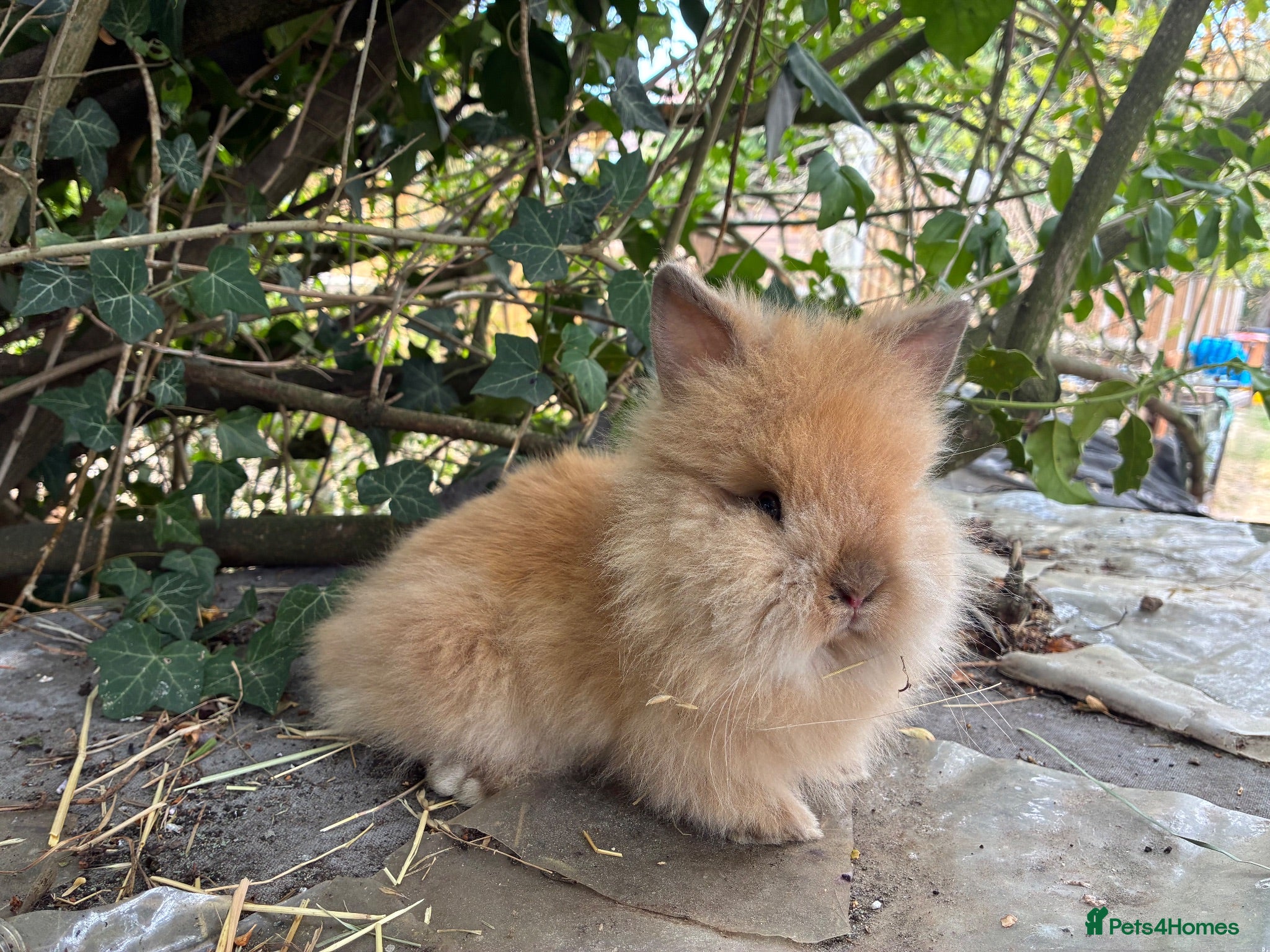 Lionhead rabbits 2 fluffy lionhead babies  - Advert 7