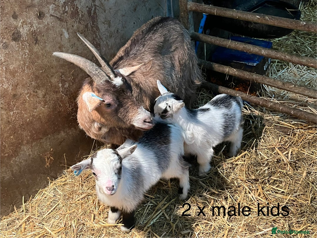 Goats livestock for sale: Pygmy goats with kids  - Advert 6