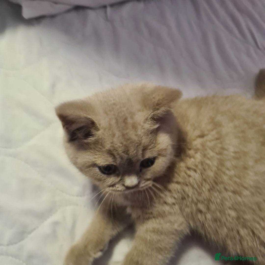British Shorthair cats for sale: British shorthair kitten for sale  - Advert 4