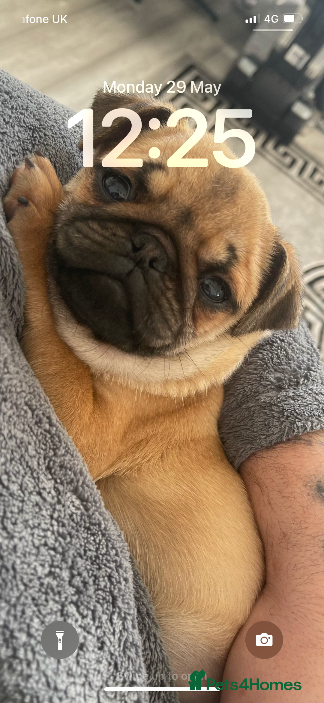 Pug dogs for sale: Pug- Paisley - Image 6