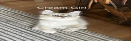 Siberian cats for sale: Amazing Siberian Neva Masquerade/Ragdoll kittens  - Advert 13