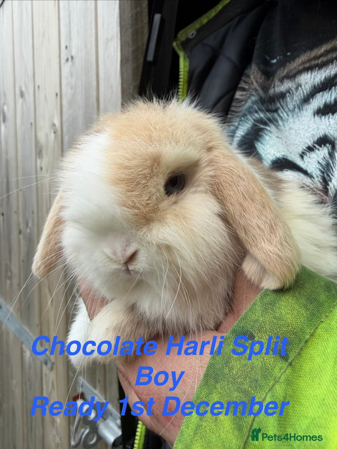 Mini Lop rabbits for sale: Baby & Adult Mini Lops Read Description  - Advert 1