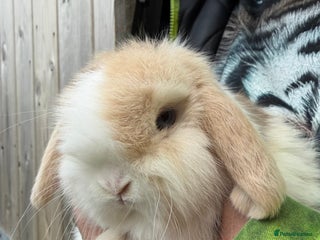 Mini Lop rabbits Baby & Adult Mini Lops Read Description - Advert 1