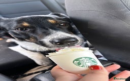 Mixed Breed dogs for sale: Collie mixed malinois  - Advert 6