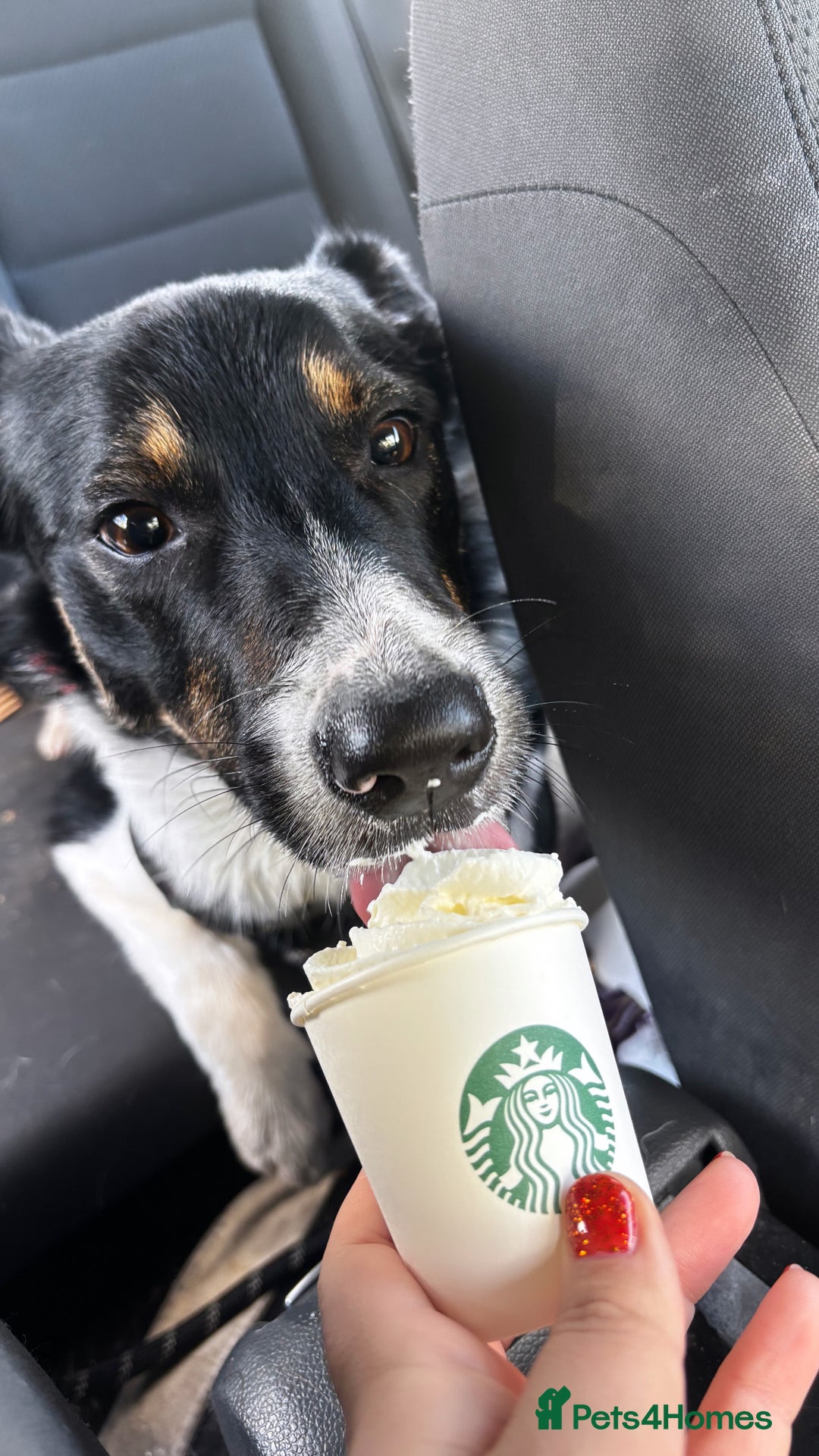 Mixed Breed dogs for sale: Collie mixed malinois  - Advert 6