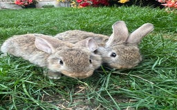 Continental Giant rabbits for sale: Pair of Continental Giant Rabbits  - Image 8