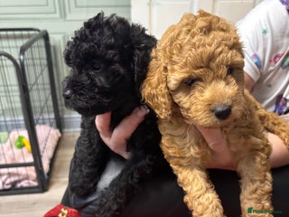 Cavapoo dogs F1B Cavapoo - Advert 14