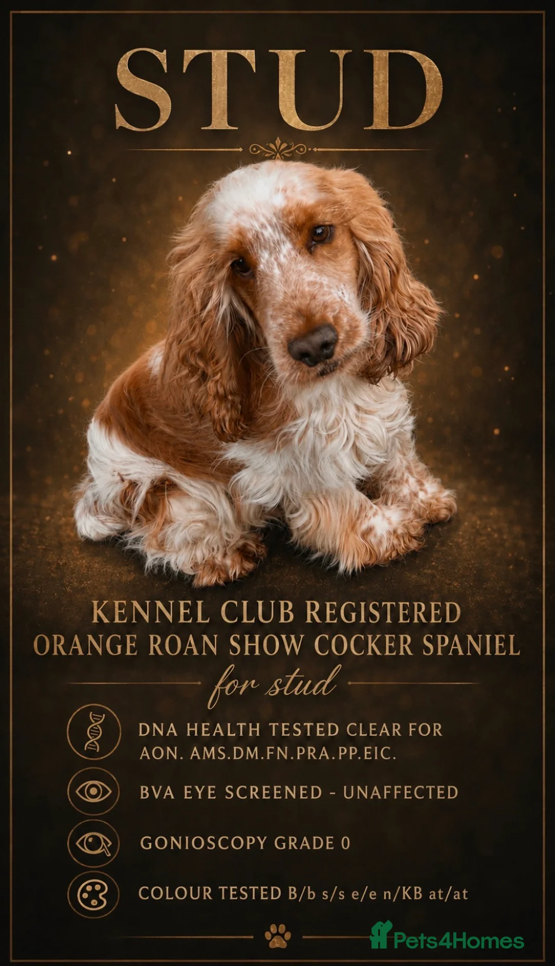 Cocker Spaniel dogs for stud: Gorgeous Orange Roan Show Cocker Spaniel for stud - Advert 1