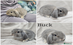 Mini Lop rabbits for sale: Stunning baby bunny 🐰  - Image 5