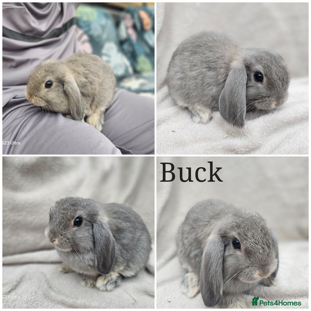 Mini Lop rabbits for sale: Stunning baby bunny 🐰  - Image 5